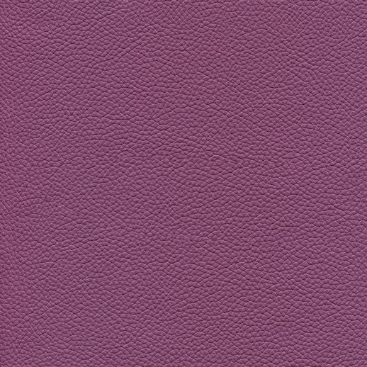 Petunia LE9042